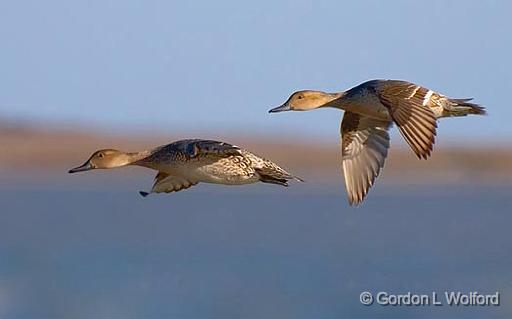 Ducks In Flight_39455.jpg - Photographed along the Gulf coast near Rockport, Texas, USA.